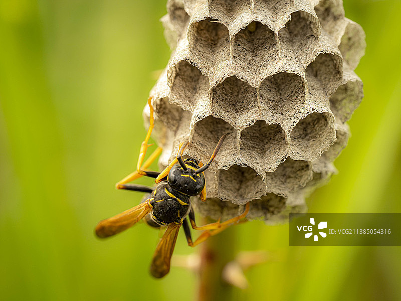 蜜蜂在蜂巢上的特写，罗马尼亚图片素材