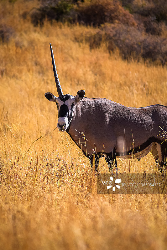 站在田野上的奶牛侧视图，美国新墨西哥州奥尔甘山图片素材