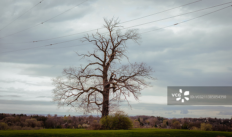 美国宾夕法尼亚州伊斯顿：旷野中的树木图片素材