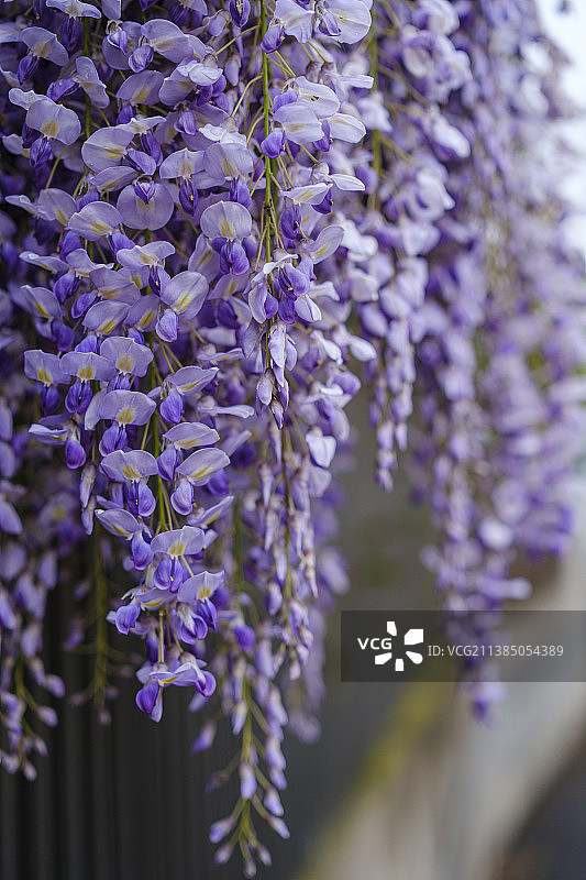 紫色紫藤花特写图片素材