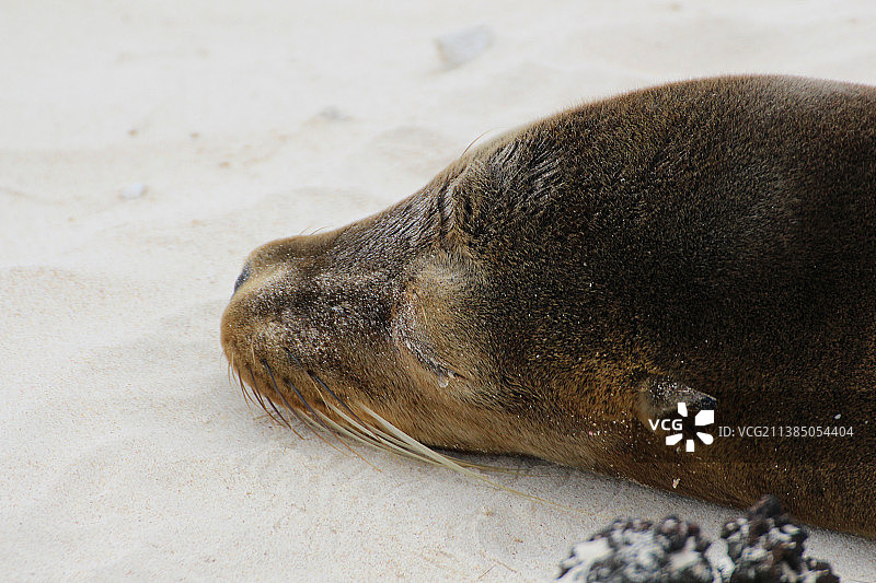 加拉帕戈斯海狮：沙滩上睡觉的海豹特写图片素材