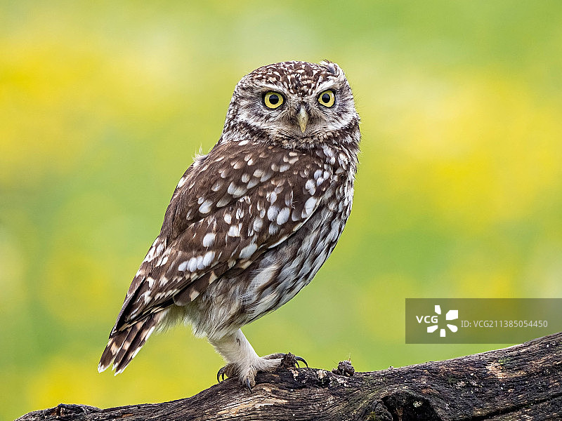英国伍斯特，栖息在树枝上的穴鸮特写图片素材