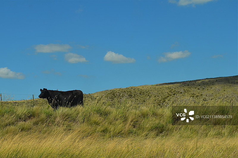 阿根廷拉潘帕省草原上的奶牛图片素材