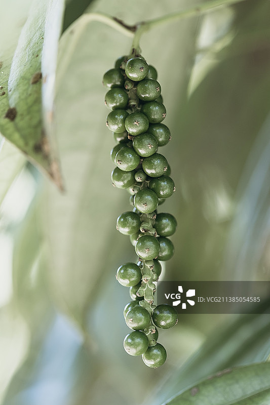 斯里兰卡植物上的浆果特写图片素材