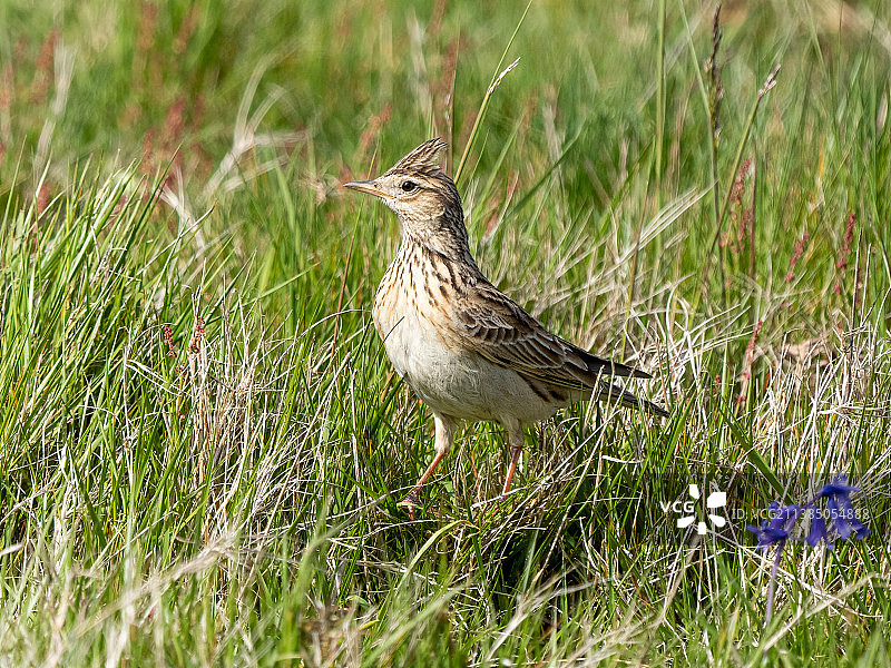 栖息在草地上的鸣百灵特写，布拉德盖特公园，英国图片素材
