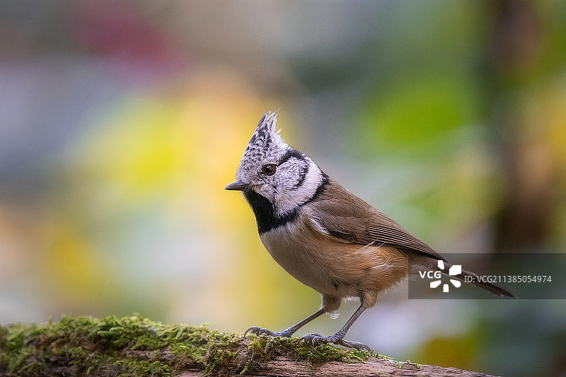 秋季额发：戴胜山雀栖息在苔藓上特写图片素材