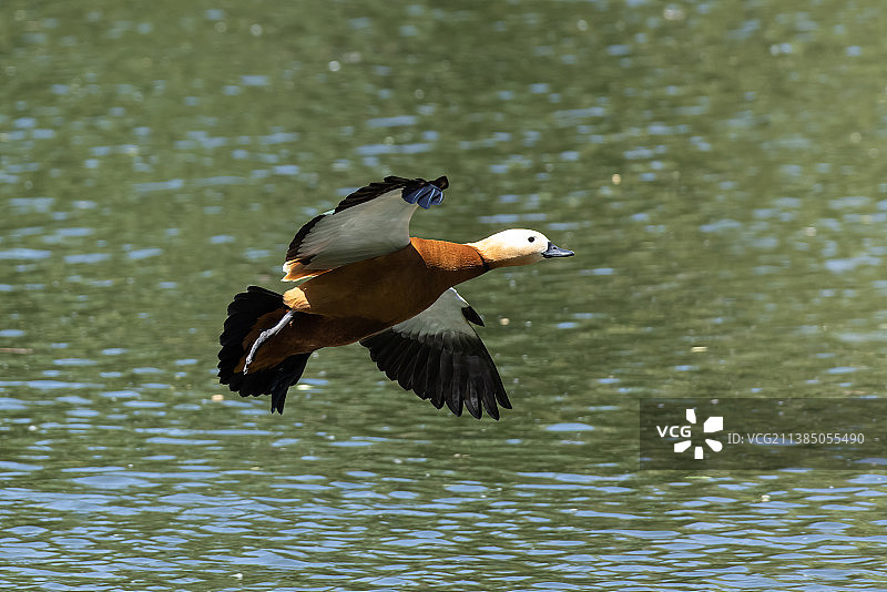 赤麻鸭图片素材