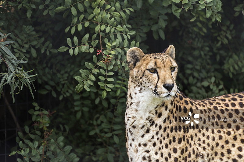 树丛中的猎豹肖像图片素材