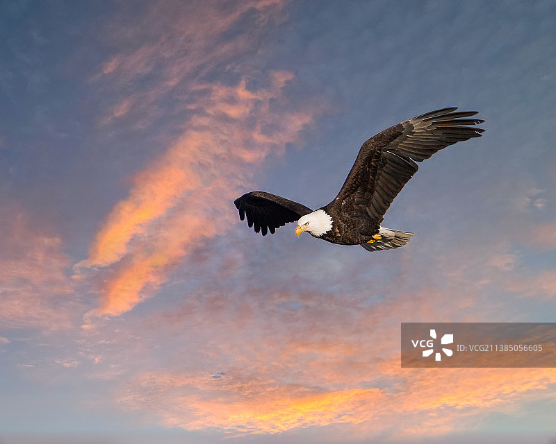 翱翔的白头海雕（伊利诺伊州罗克艾兰）图片素材
