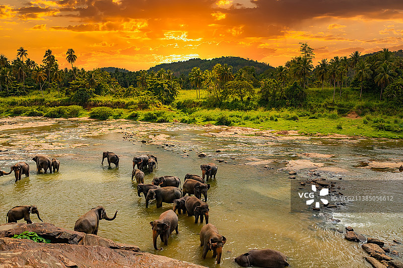 斯里兰卡 Pinnawala 大象孤儿院在河中沐浴的大象图片素材