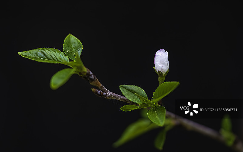 植物特写，美国德克萨斯州糖城图片素材