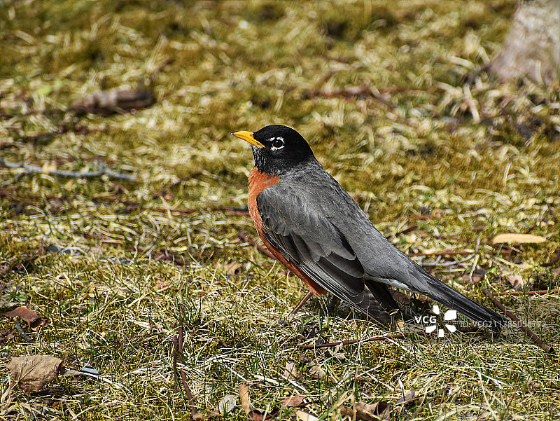 雪后草地上觅食的美洲知更鸟特写图片素材