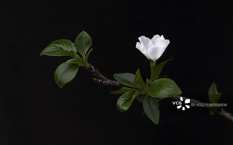 小樱桃树上开的第一朵花，美国得克萨斯州舒格兰图片素材