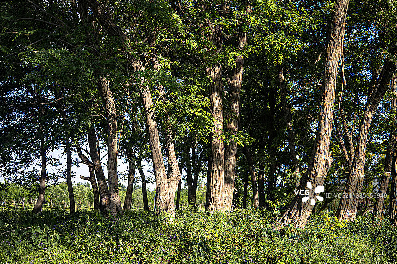 天气特好的郊野公园图片素材