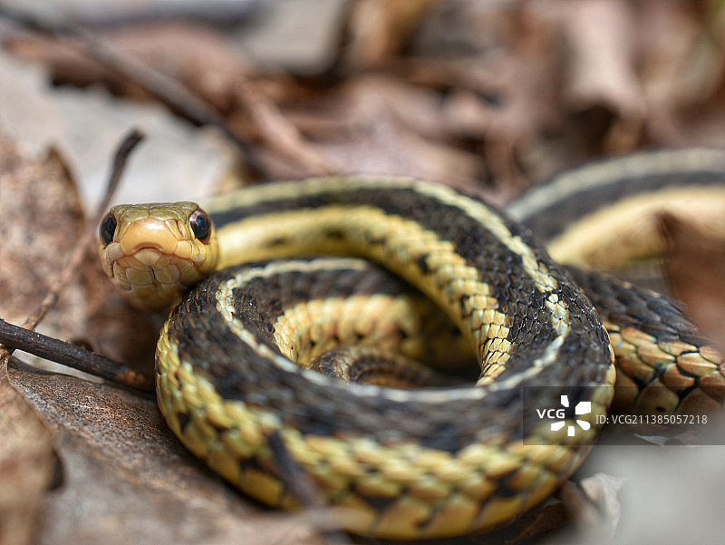 东部束带蛇正面特写图片素材