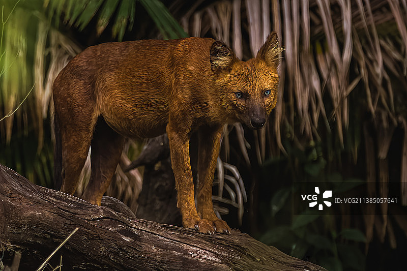 站在木头上的蓝眼睛狐狸肖像图片素材