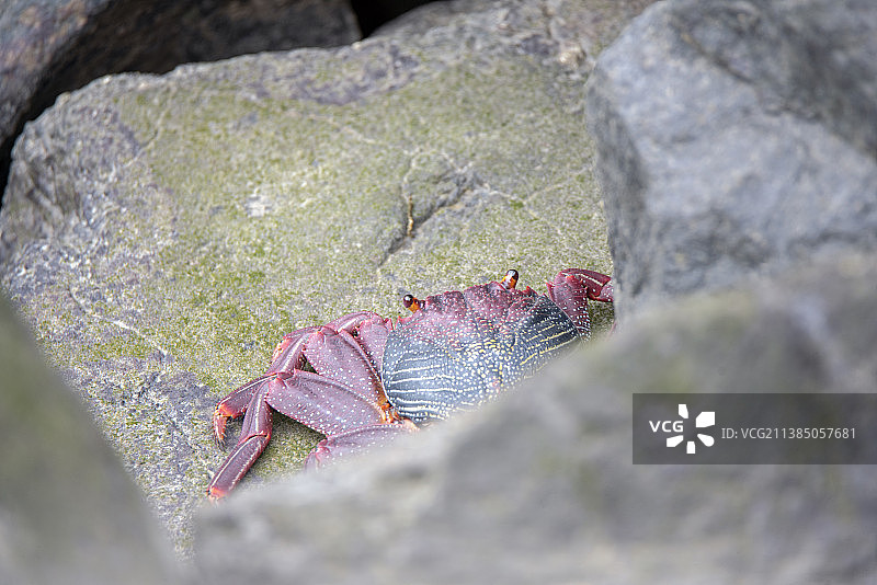 岩石上的螃蟹特写图片素材