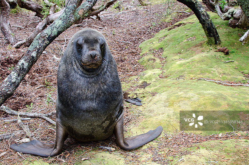 海狮站在苔藓岩石上特写图片素材