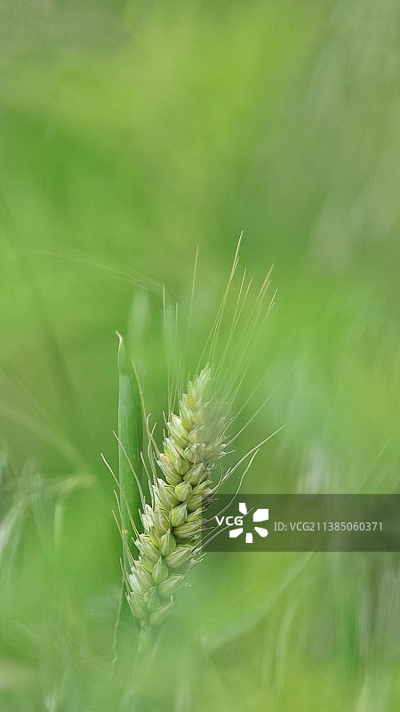 小麦，初夏图片素材