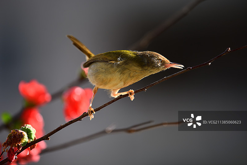 缝叶莺图片素材