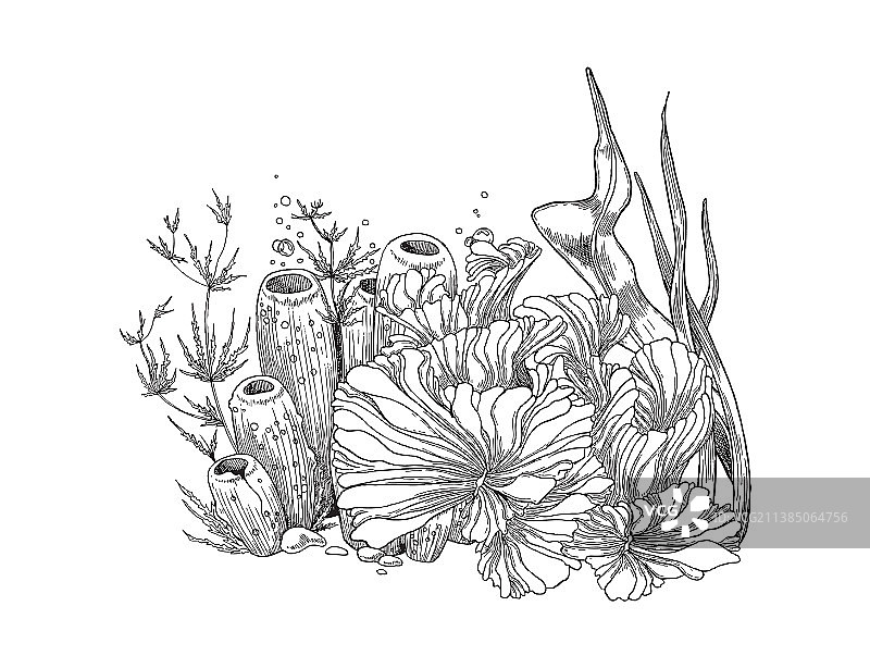 手绘水下植物或海藻草图图片素材