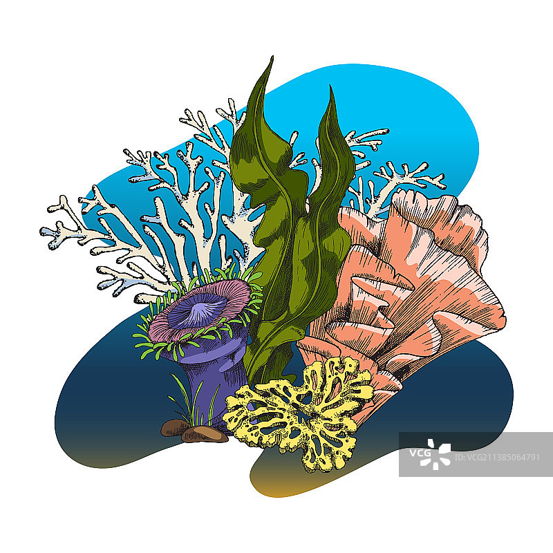 带有海带海绵的水下珊瑚礁图片素材