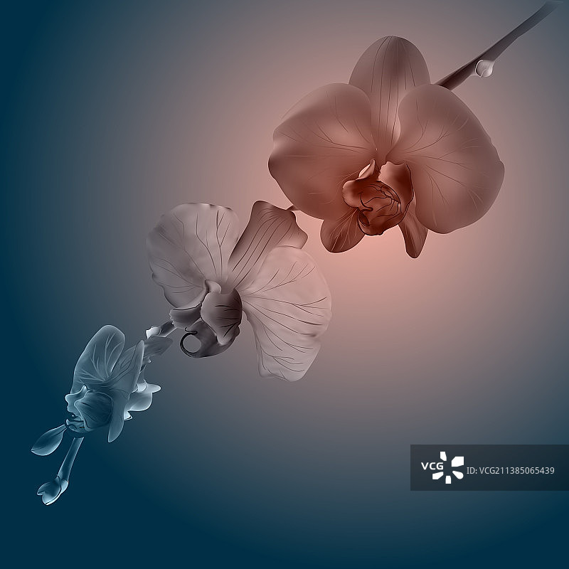 美丽的兰花复古卡片悲伤氛围图片素材