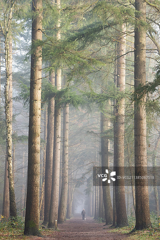森林中的树木，荷兰宰斯特图片素材
