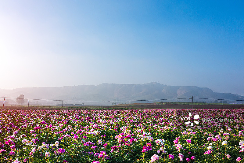 盛开的芍药花图片素材