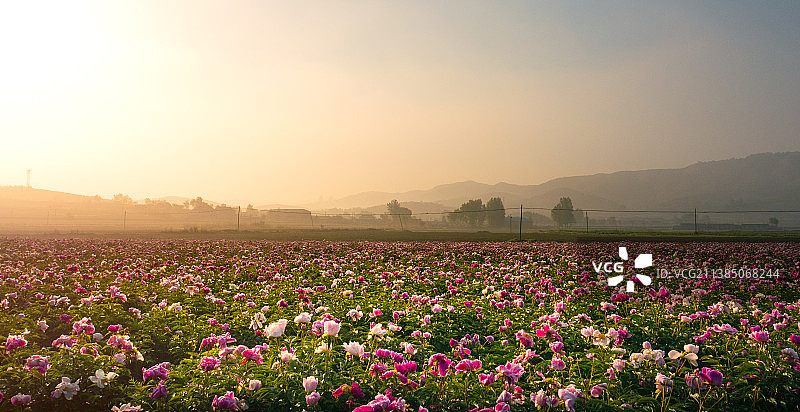 盛开的芍药花图片素材
