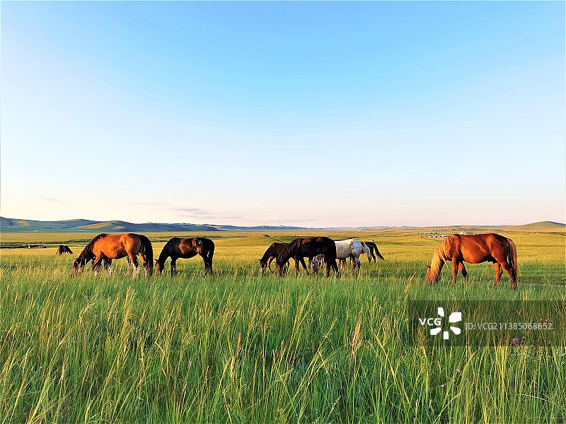 来草原吧图片素材