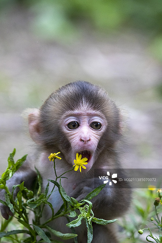雪猴吃食物的特写图片素材