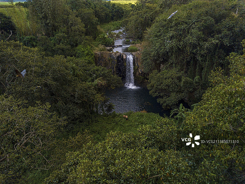 日落时分，毛里求斯莫卡Minissy瀑布的毛里求斯狐蝠图片素材
