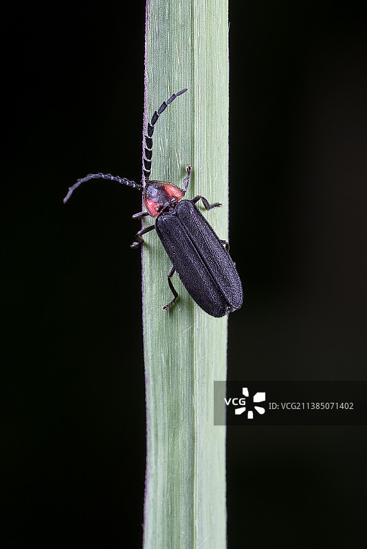 萤火虫图片素材