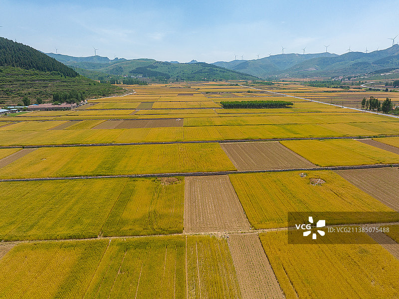 航拍济南章丘山区的金色麦田图片素材
