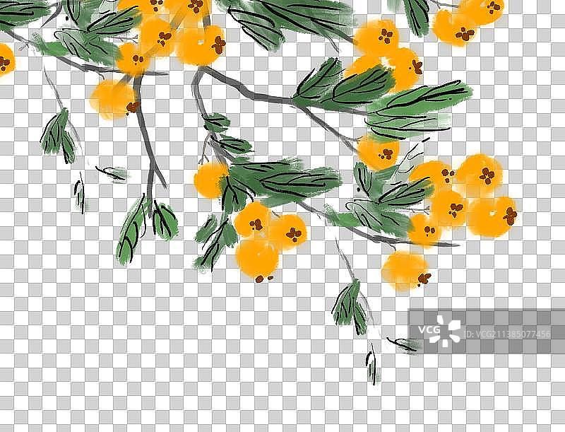 枇杷果实营养图片素材