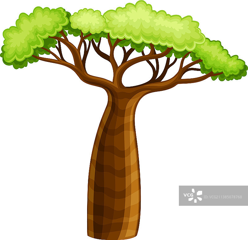 非洲绿叶猴面包树图片素材