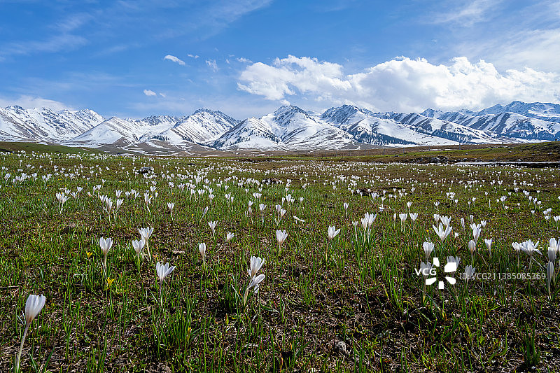 新疆那拉提草原上的顶冰花/野百合/冰百合/白番红花图片素材