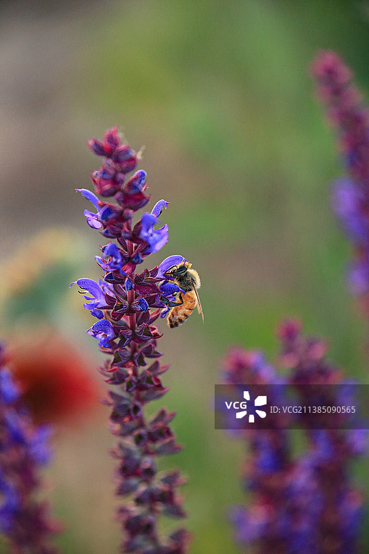 蜜蜂采蜜图片素材