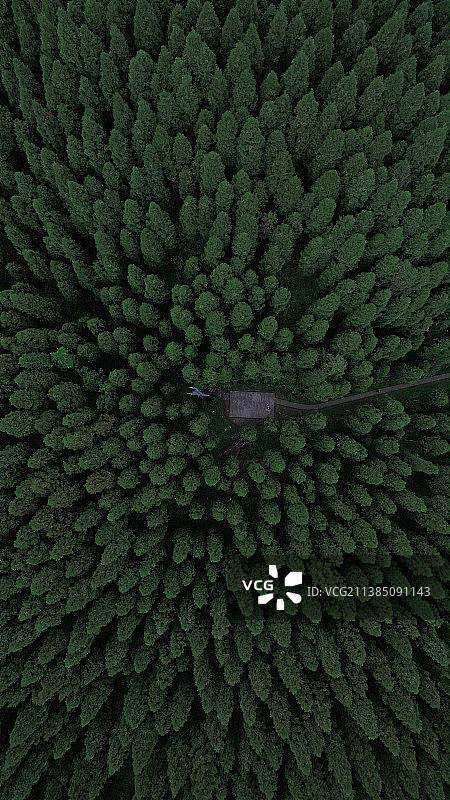 闖入夏日森林图片素材