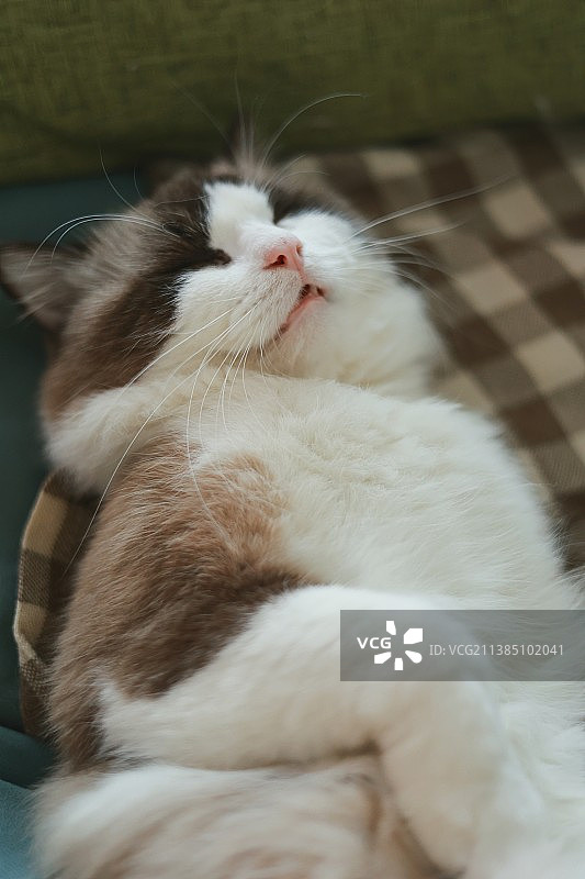 布偶猫图片素材