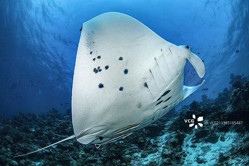 蝠鲼在珊瑚礁上游动图片素材