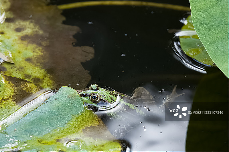 趴在荷叶边游泳的青蛙图片素材