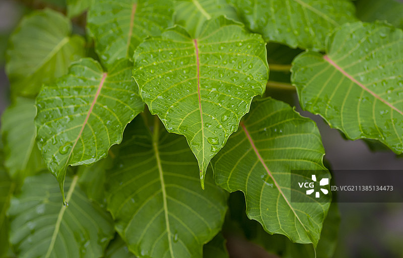 菩提树绿叶特写，自然背景，印度尼西亚日惹图片素材