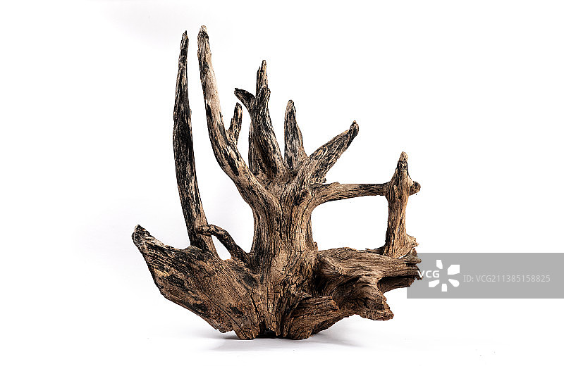白底上的枯木朽木素材图片素材