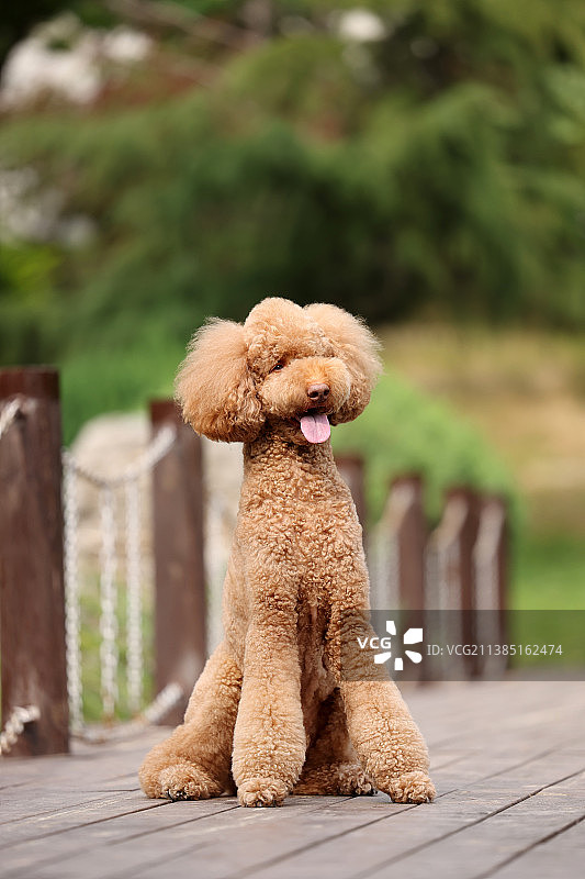 欢脱的巨型贵宾犬图片素材