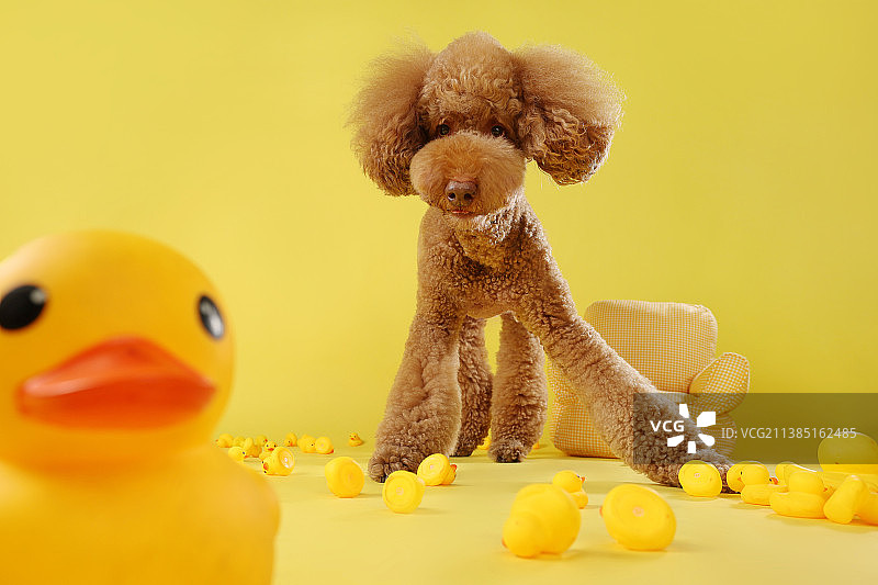 欢脱的巨型贵宾犬图片素材