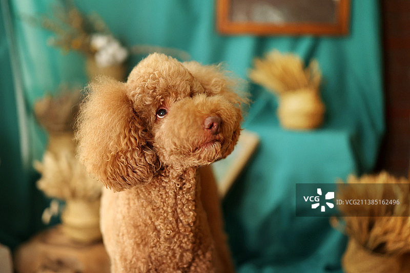 欢脱的巨型贵宾犬图片素材