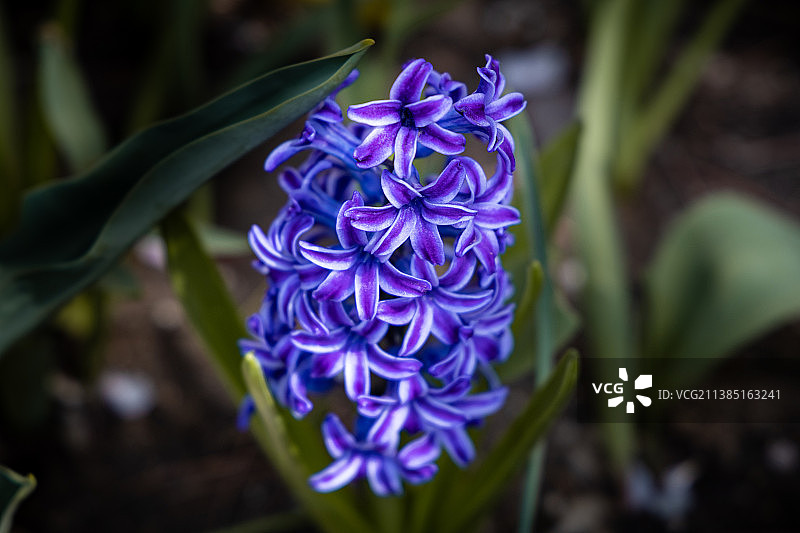 风信子图片素材