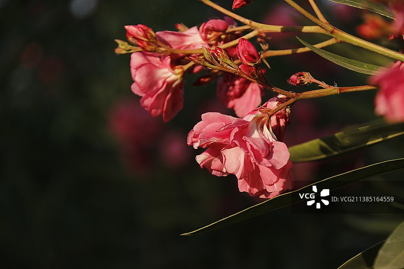 夹竹桃！图片素材